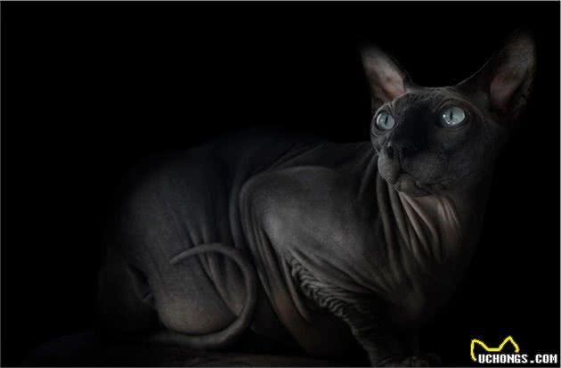 猫界的暗精灵，斯芬克斯无毛猫