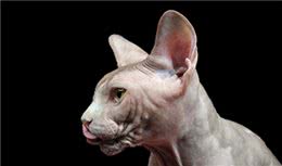 猫界的暗精灵，斯芬克斯无毛猫