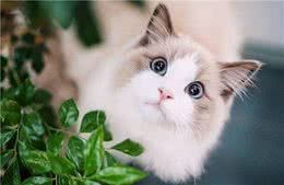 你以为这样养布偶猫，它会很享受？其实它只是在承受