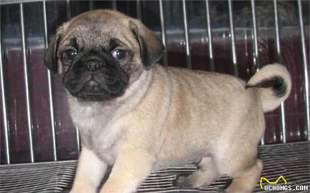 为什么长相“奇葩”的巴哥犬越来越受欢迎？宠主：因为它优点多
