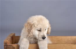 金毛幼犬怎么训练金毛幼犬训练需要注意的地方