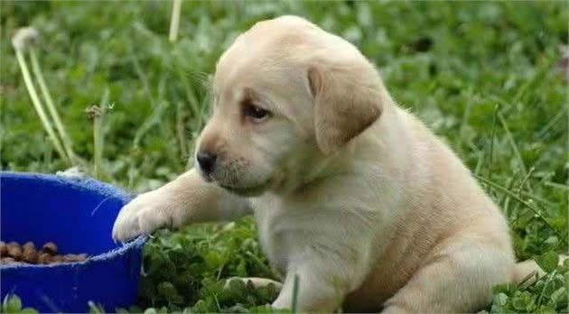 拉布拉多幼犬怎么喂？有哪些幼犬狗粮推荐？