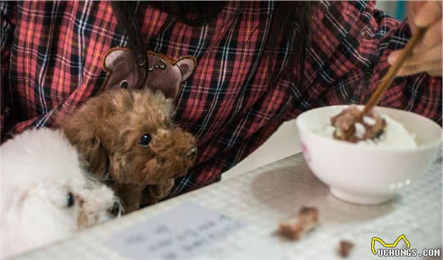 贵宾犬身上这7个地方，只要摸对了，它就会更爱你