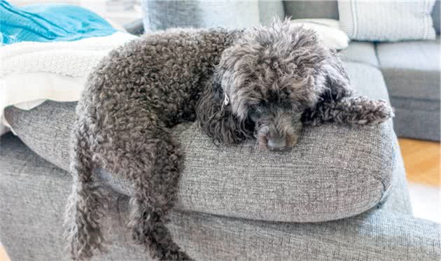 贵宾犬身上这7个地方，只要摸对了，它就会更爱你