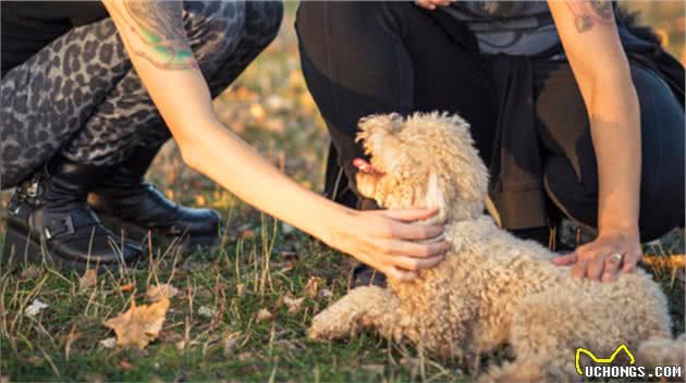 贵宾犬身上这7个地方，只要摸对了，它就会更爱你