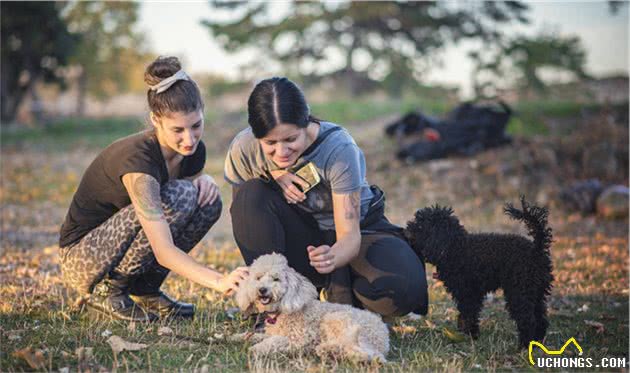 贵宾犬身上这7个地方，只要摸对了，它就会更爱你