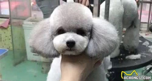 贵宾犬身上这7个地方，只要摸对了，它就会更爱你