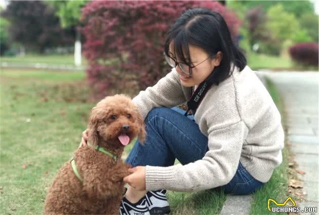 贵宾犬身上这7个地方，只要摸对了，它就会更爱你