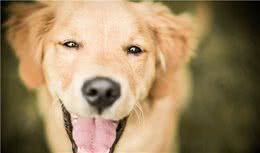 从狗狗的肢体语言中判断爱宠是快乐还是悲伤