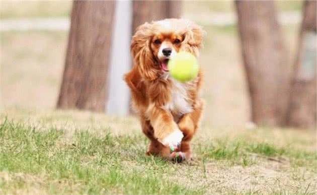 可卡犬可卡犬怎么看品相，纯种可卡犬的标准