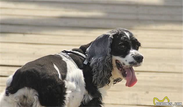 可卡犬可卡犬怎么看品相，纯种可卡犬的标准