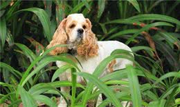 可卡犬可卡犬怎么看品相，纯种可卡犬的标准