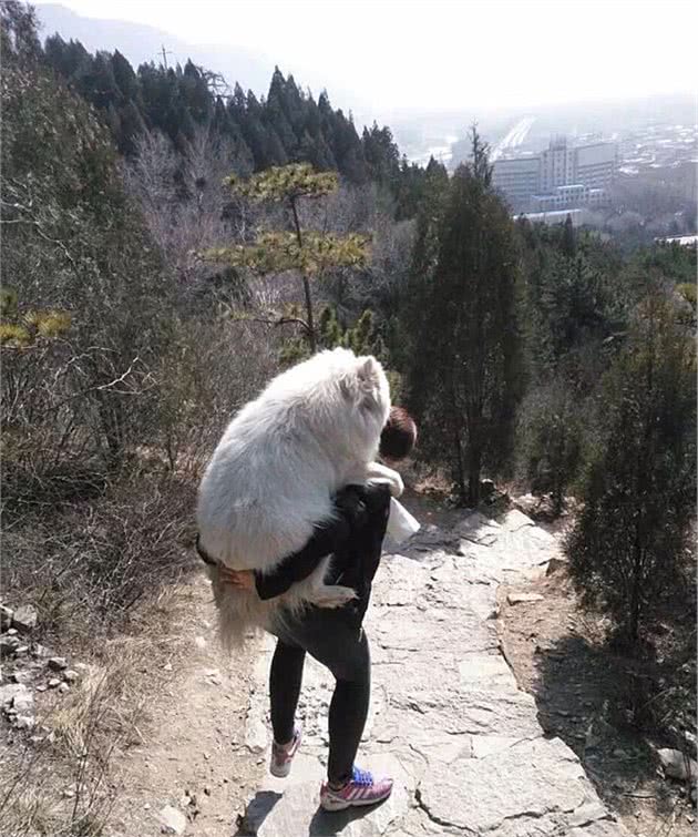 妈妈带狗爬山，回来后趴在沙发上起不来：明明是在考验我