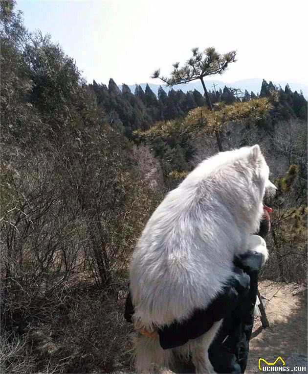 妈妈带狗爬山，回来后趴在沙发上起不来：明明是在考验我