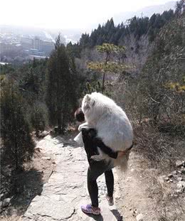 妈妈带狗爬山，回来后趴在沙发上起不来：明明是在考验我