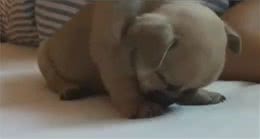 主人录下小狗打瞌睡的模样，网友：看完后小心脏跳不停