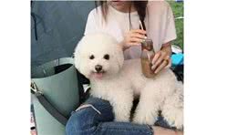 如果比熊犬允许你“碰”这些，说明你是它最爱的人