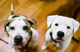 狗狗“懂事”的6个标准，你家狗子占了几条了？