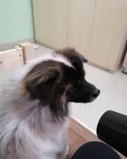 狗狗洗澡后不愿吹风怎么办，分享个人实践小窍门