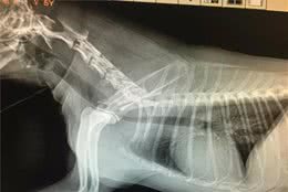 狗狗心脏病的治疗和日常注意事项