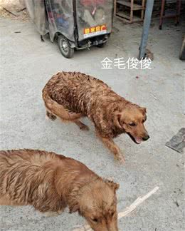 养狗人最怕的痛