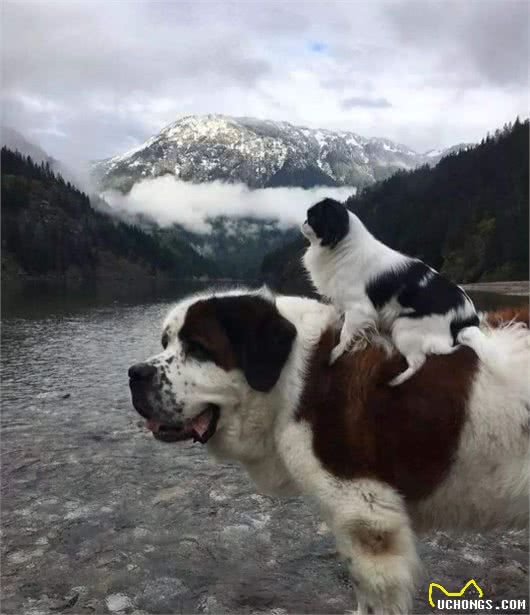 看似凶猛，实则性格很好好的3种狗狗，养的人少喜欢的不少