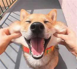 你家狗狗幸福吗？有这几个特征，说明它过得不错