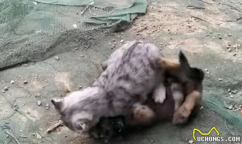 狗狗在院子里不停地尖叫，叫声很痛苦，急忙跑出去后：太辣眼睛了