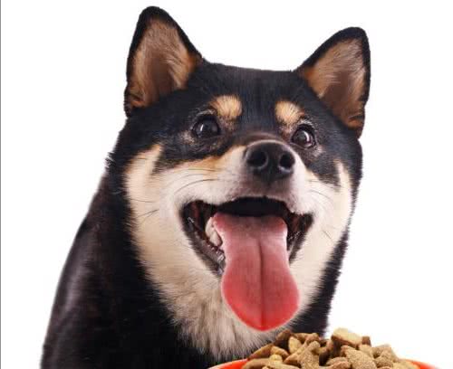 柴犬吃什么狗粮比较好？