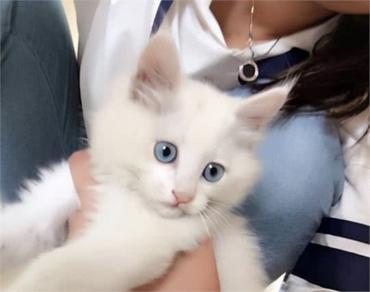山东狮子猫为什么比波斯猫好养？这6点原因，很现实