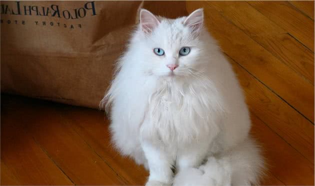 山东狮子猫为什么比波斯猫好养？这6点原因，很现实