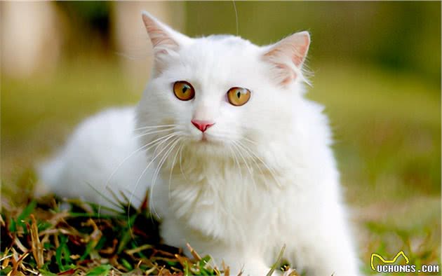 山东狮子猫为什么比波斯猫好养？这6点原因，很现实