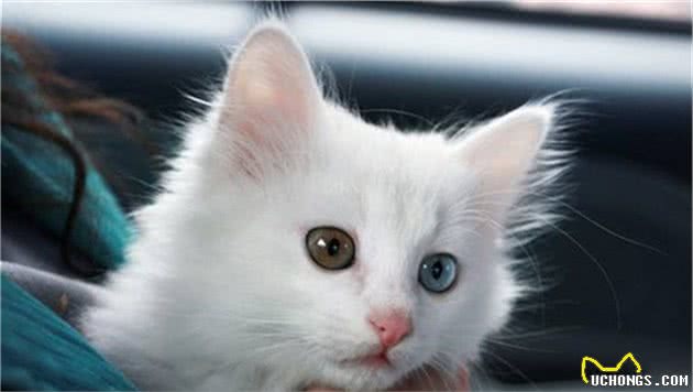 山东狮子猫为什么比波斯猫好养？这6点原因，很现实