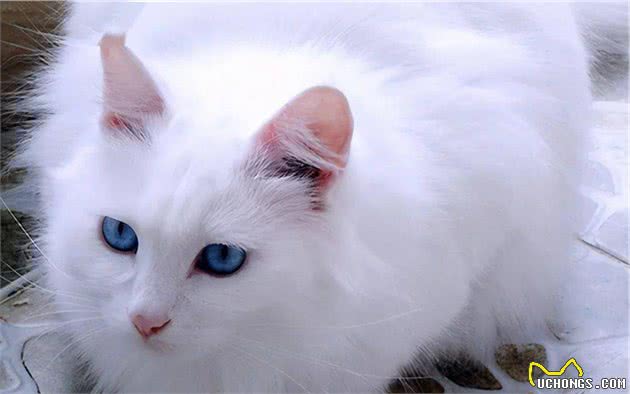 山东狮子猫为什么比波斯猫好养？这6点原因，很现实