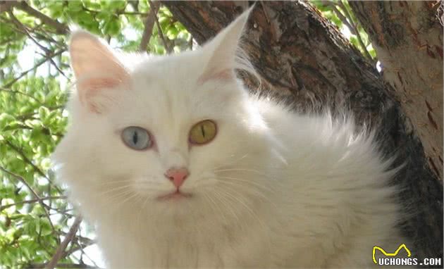 山东狮子猫为什么比波斯猫好养？这6点原因，很现实