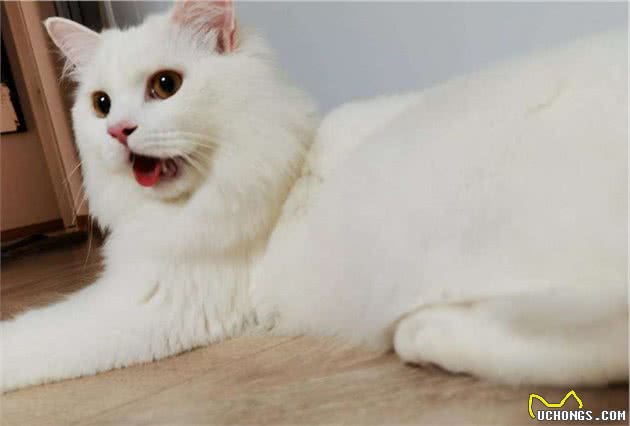 山东狮子猫为什么比波斯猫好养？这6点原因，很现实