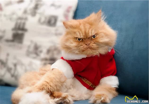 山东狮子猫为什么比波斯猫好养？这6点原因，很现实