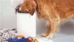 狗狗为什么总是喜欢翻垃圾桶，竟隐藏这5个小秘密？