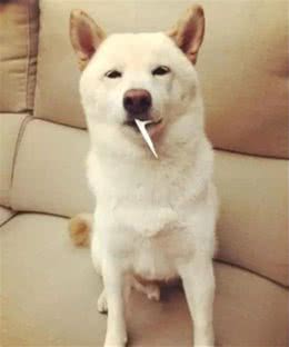 狗狗害怕看医生抖成筛子，主人笑哭：它平时凶得很