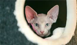 加拿大无毛猫价格差异大，离不开这几个原因