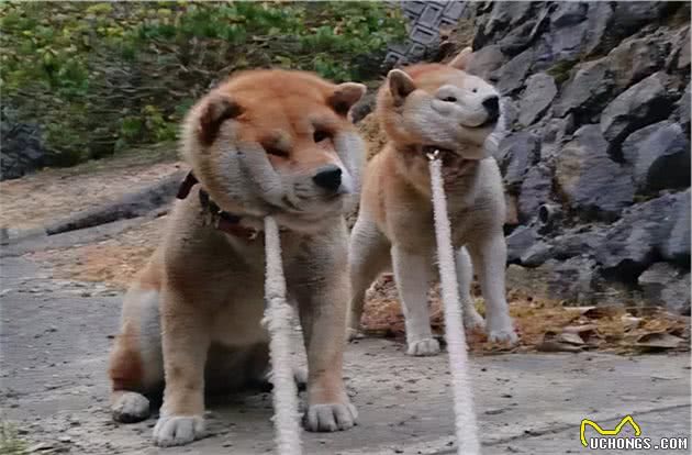 宠物狗这几个小举动，是高智商的特征