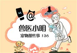 为什么有些人偏爱养公犬，仅仅是因为好打理？优点其实不少哦
