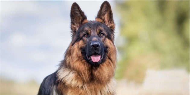 德国牧羊犬“光环”不再？这7点，导致养的人越来越少