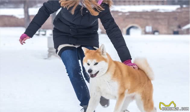 秋田犬：主人对它做这些事，它就会以为你不爱它了