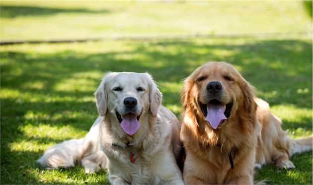 金毛犬的7大性格类型，你家的是哪种？