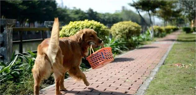 金毛犬的7大性格类型，你家的是哪种？