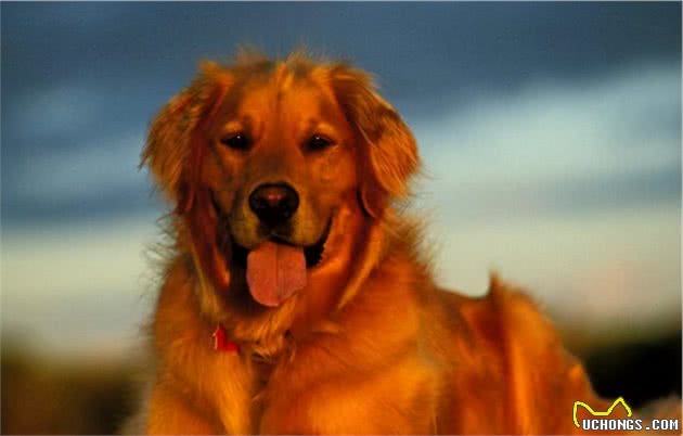 金毛犬的7大性格类型，你家的是哪种？