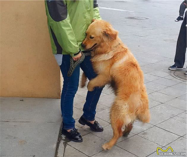 金毛犬的7大性格类型，你家的是哪种？