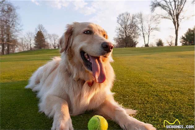 金毛犬的7大性格类型，你家的是哪种？