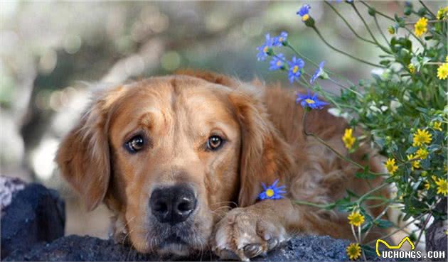 金毛犬的7大性格类型，你家的是哪种？
